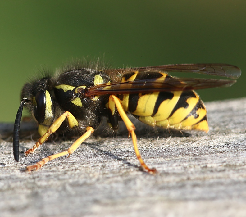 https://www.ix5.uk/wp-content/uploads/2020/06/wasps-thumb.png