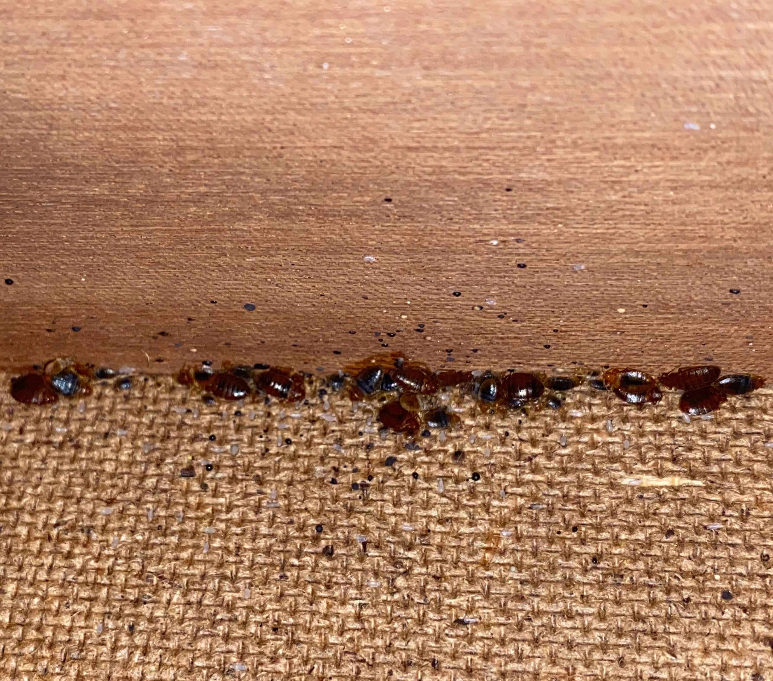 picture of adult bed bugs and droppings on a bed base