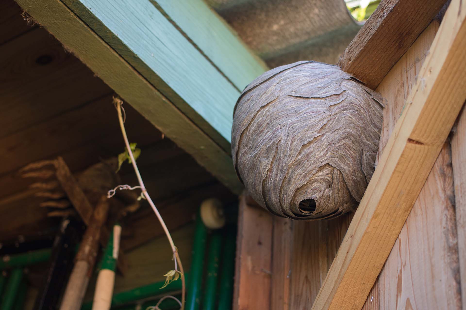 How to Spot Wasp Activity - picture shows a wasp nest in a shed