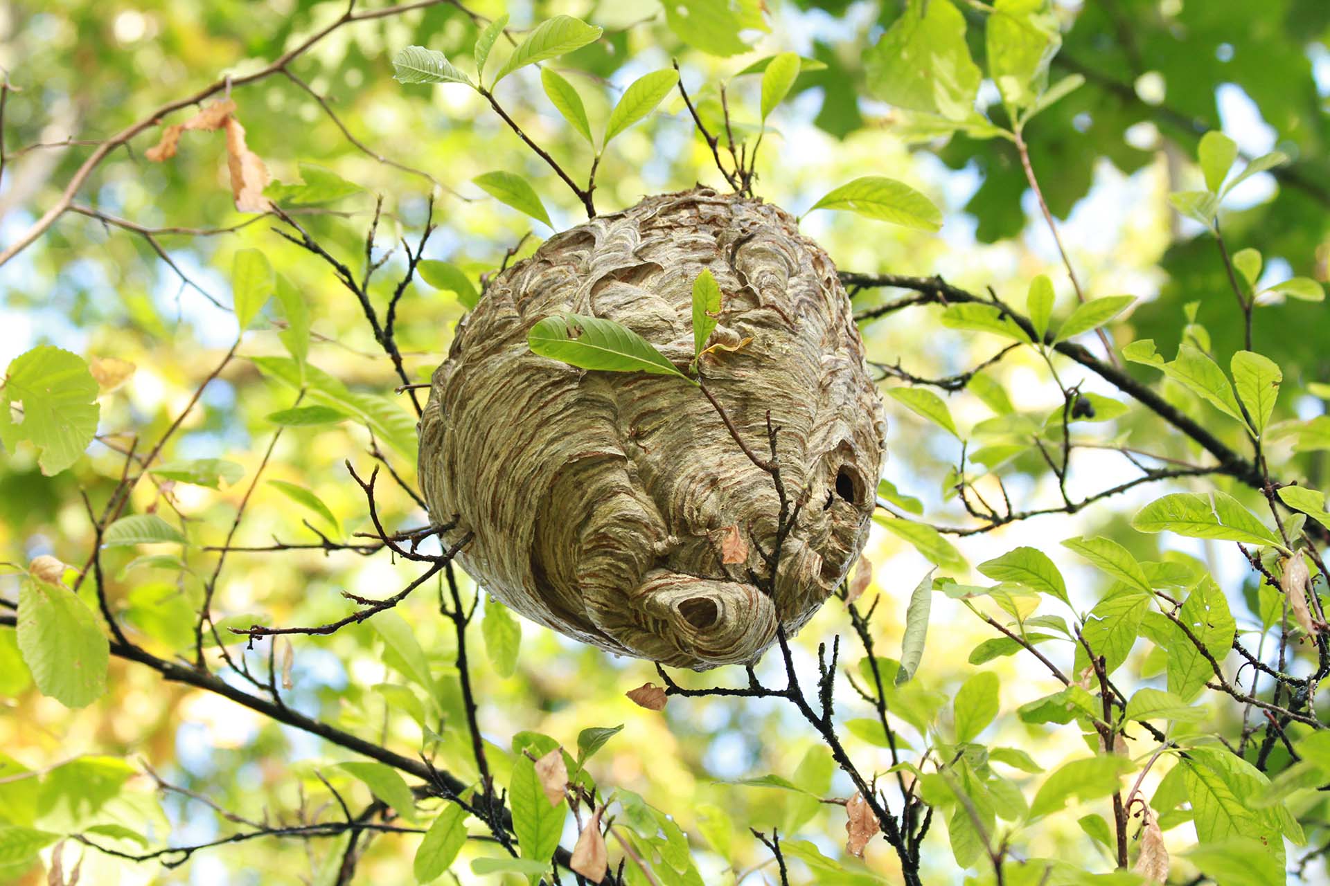 How to Spot Wasp Activity - picture shows a wasp nest in a tree