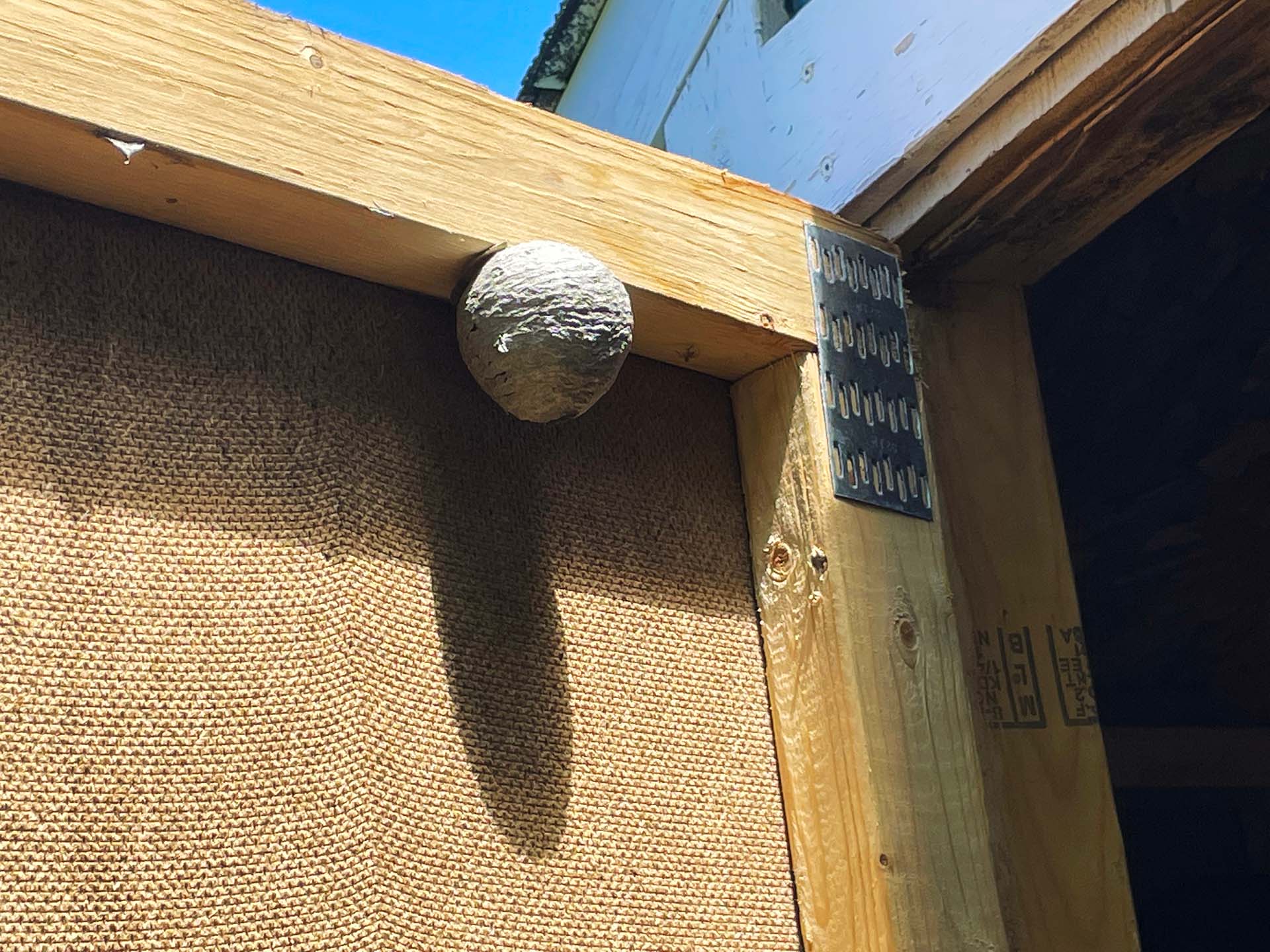 How to Spot Wasp Activity - picture shows a small wasp nest about the size of a tennis ball, this will get larger as the warmer months progress