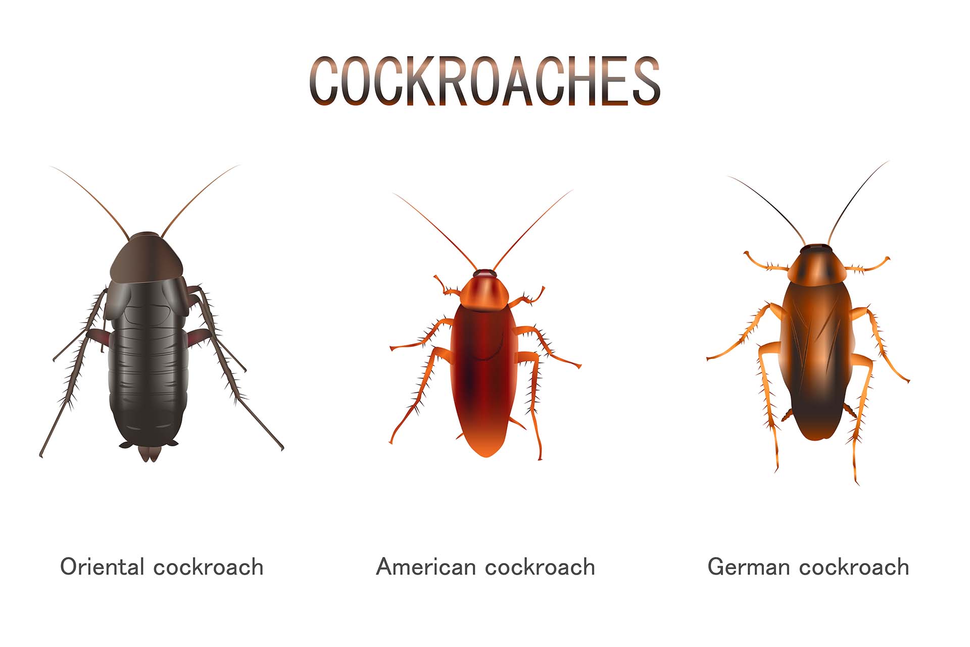 Cockroach Questions Answered