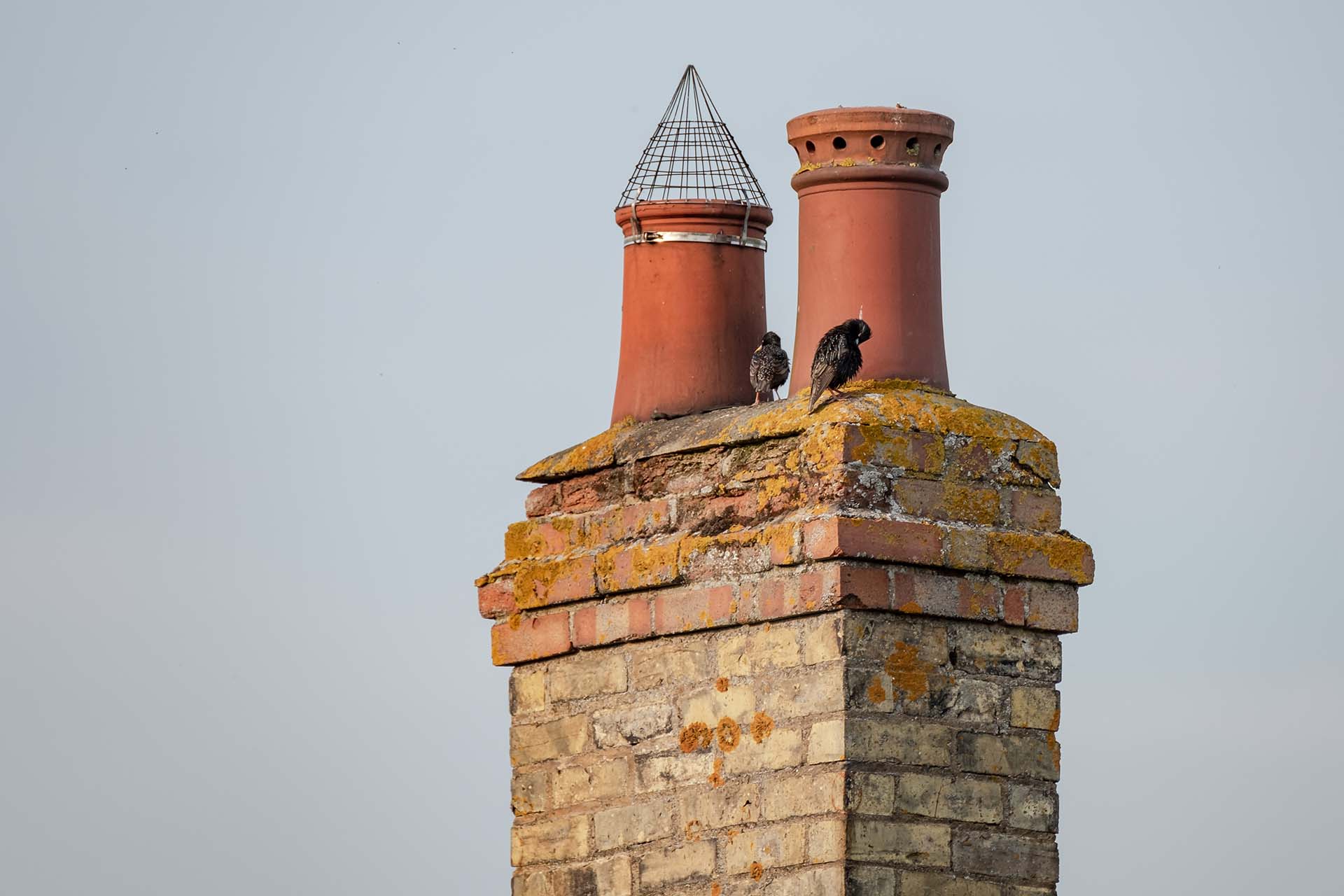 Bird Mites Pest Control