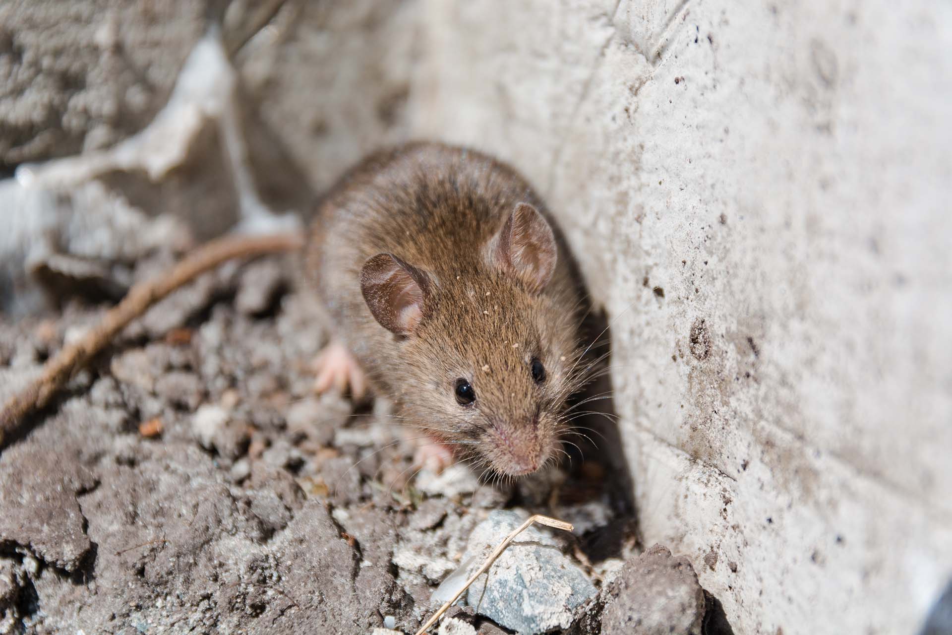 How to Pest Proof Your Property Ready for Autumn - picture shows a mouse seeking entry to a building