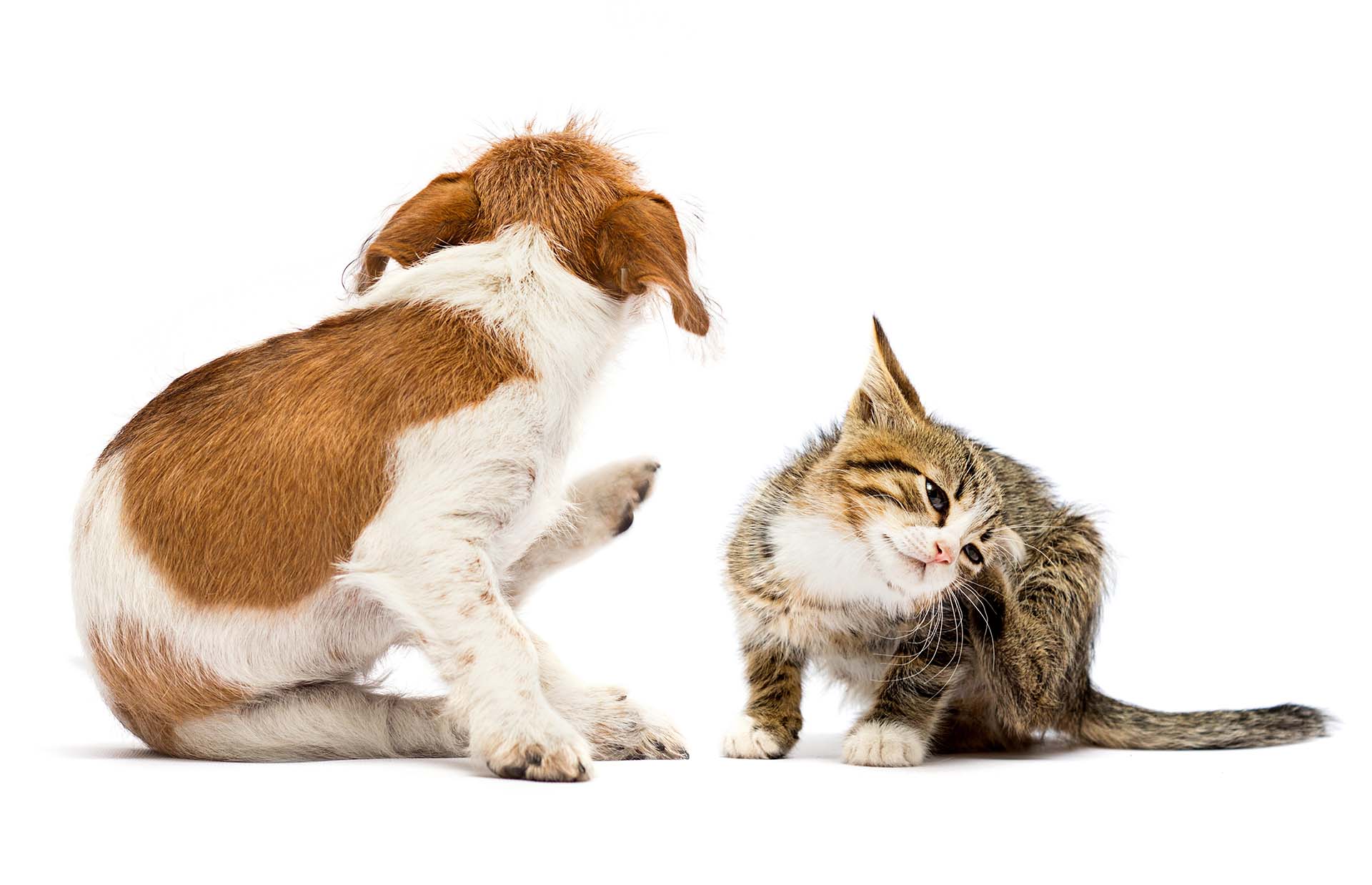 Understanding and Combating Fleas, picture shows a cat and a dog both scratching