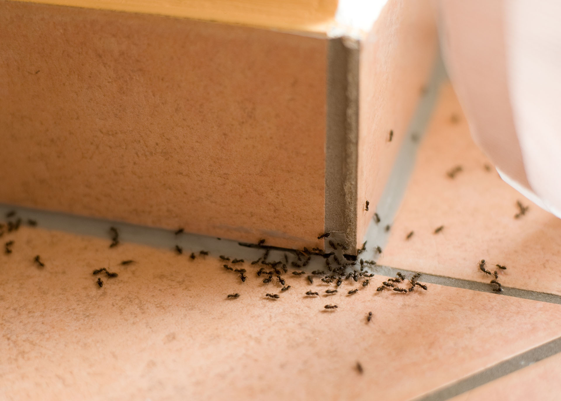 Ant Pest Control Services this image shows a tiled floor and wall, there is a gap in the grout and in the foreground we see a large number of black ants