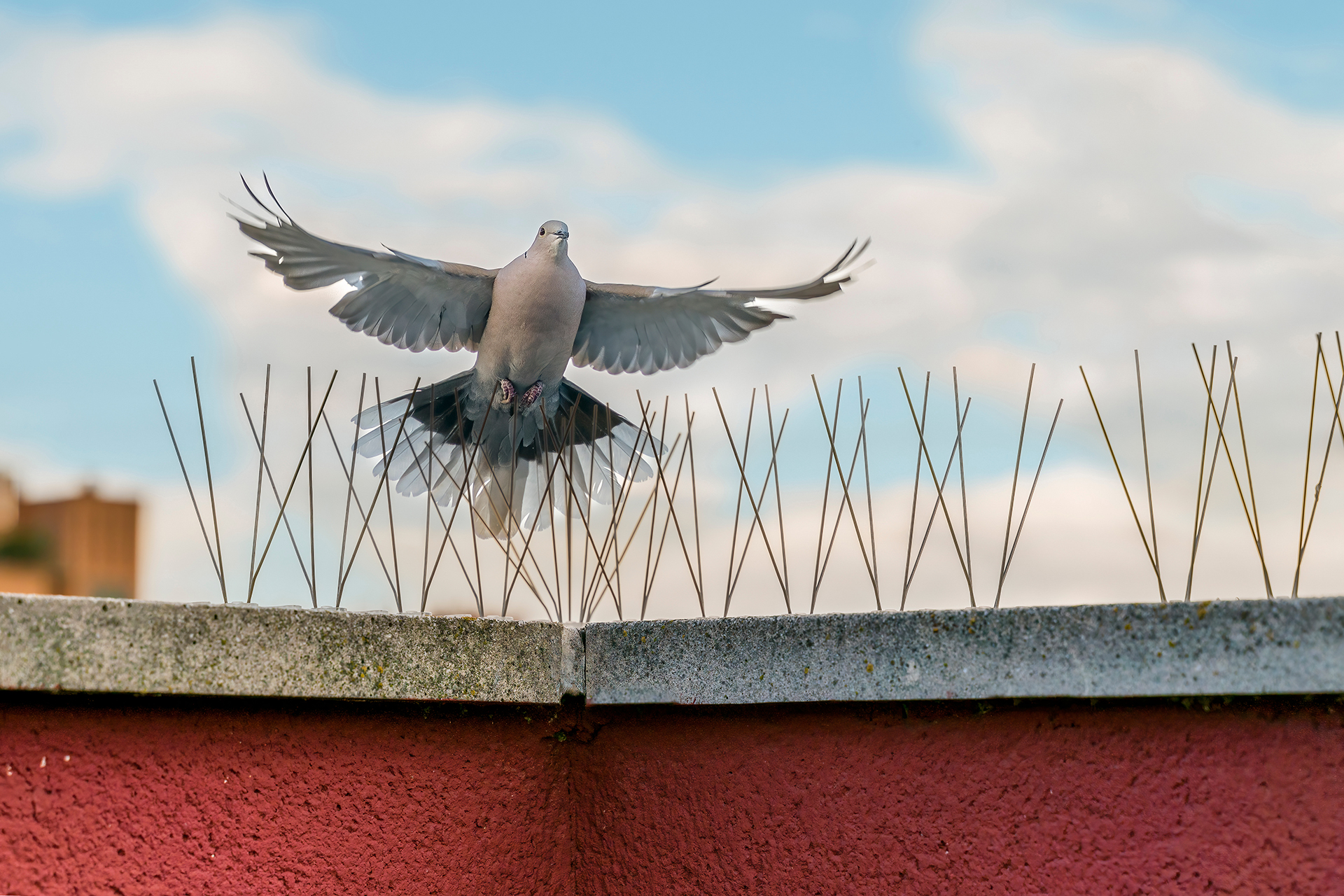 Bird Proofing for Commercial Premises this image shows a roof top wall with bird proofing spikes and a pigeon being prevented from landing