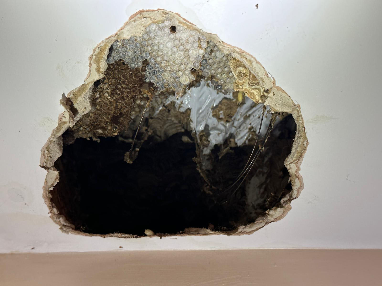 Removing Wasps From a Northampton Ceiling - image shows a ceiling in a Northampton home, part has been removed to expose an established wasp nest.