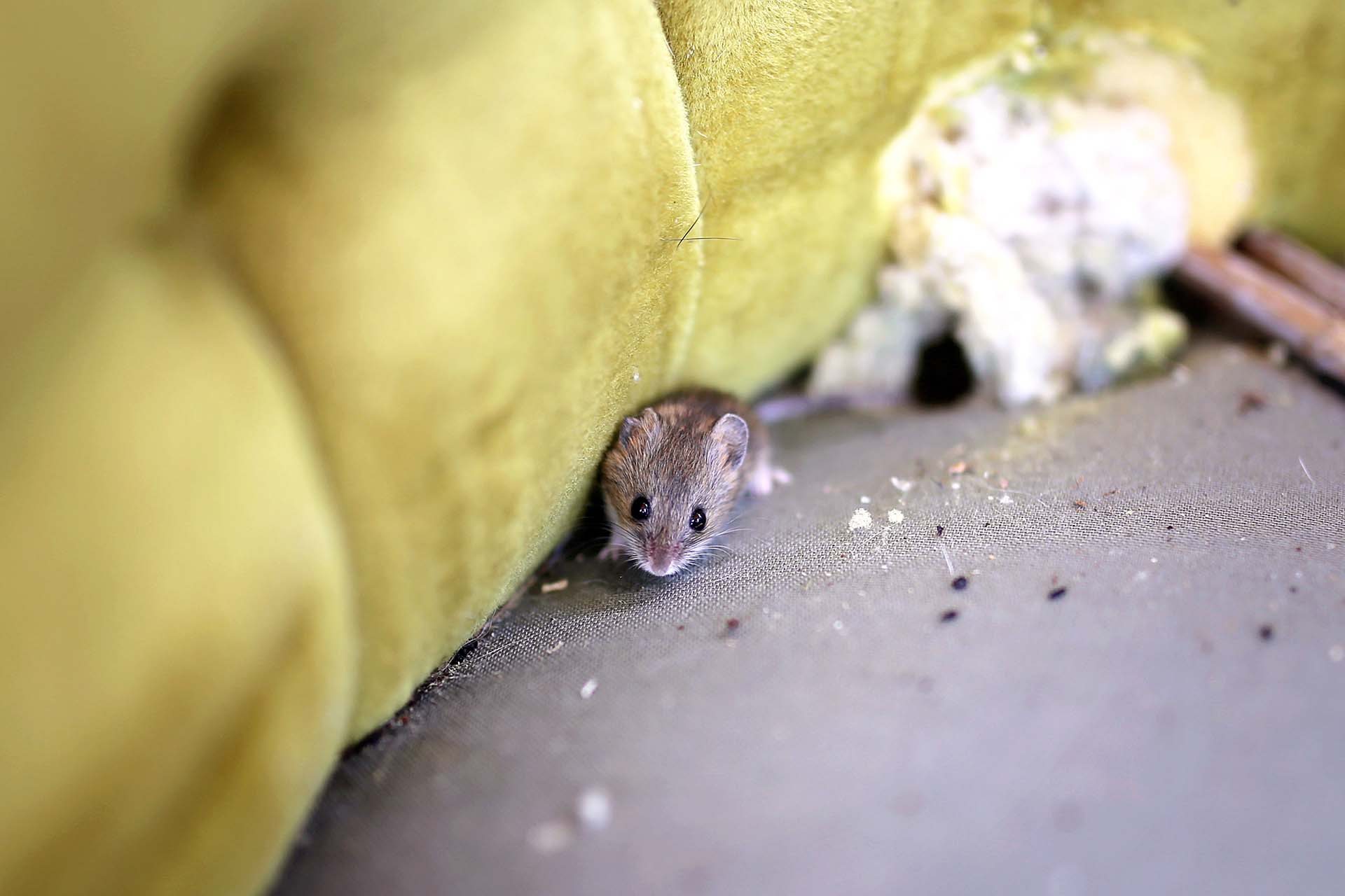 Mice FAQs this image shows a mouse on an old sofa