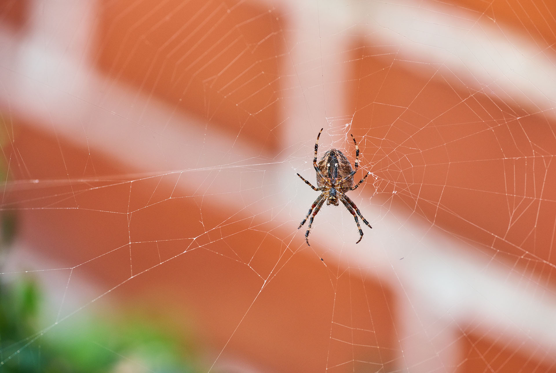 Pest Advice for Controlling Spiders