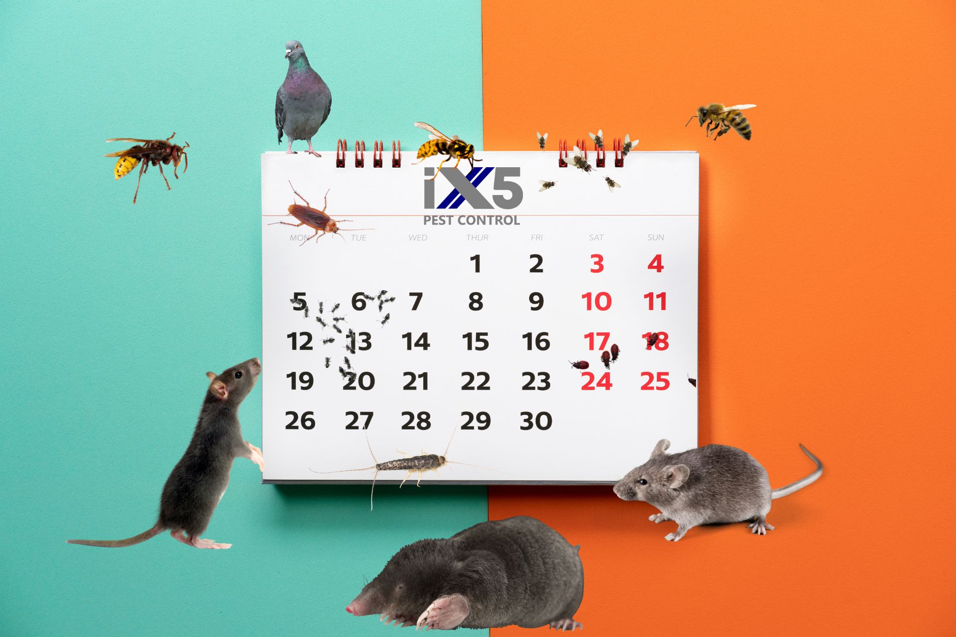 Stay One Step Ahead with Our Pest Calendar