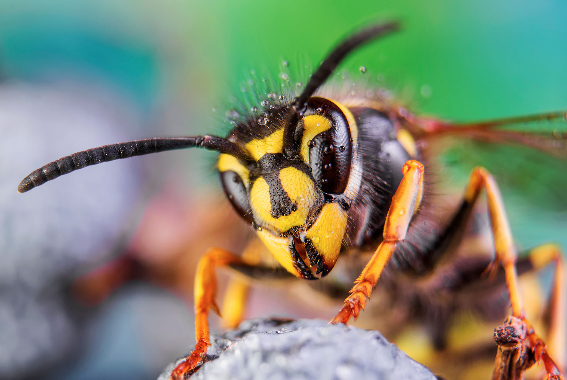 Why Wasp and Hornet Nests Are Going to Cost More to Treat This Year