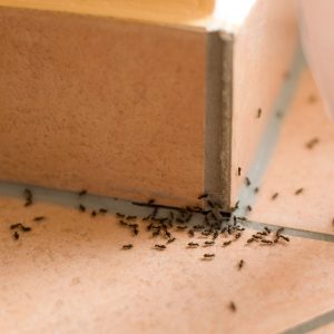 Ant Pest Control Services this image shows a tiled floor and wall, there is a gap in the grout and in the foreground we see a large number of black ants