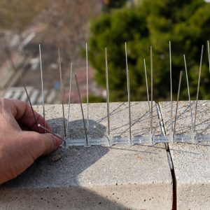 Bird proofing, the image shows a person applying bird spikes to a roof top ledge to prevent brids from perching or roosting