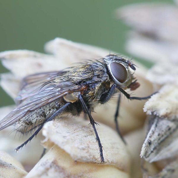 Cluster Flies Pest Control - this image shows a cluster fly perched on a flower